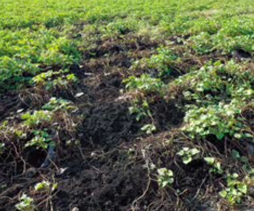 実際のイノシシによる田畑の被害