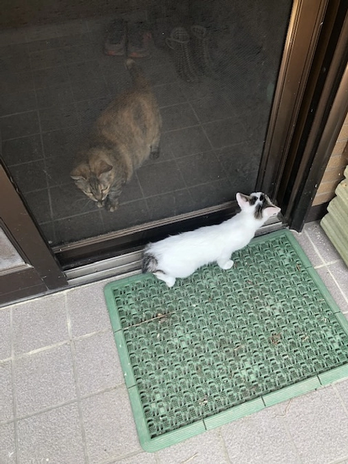 子猫をリリースしました