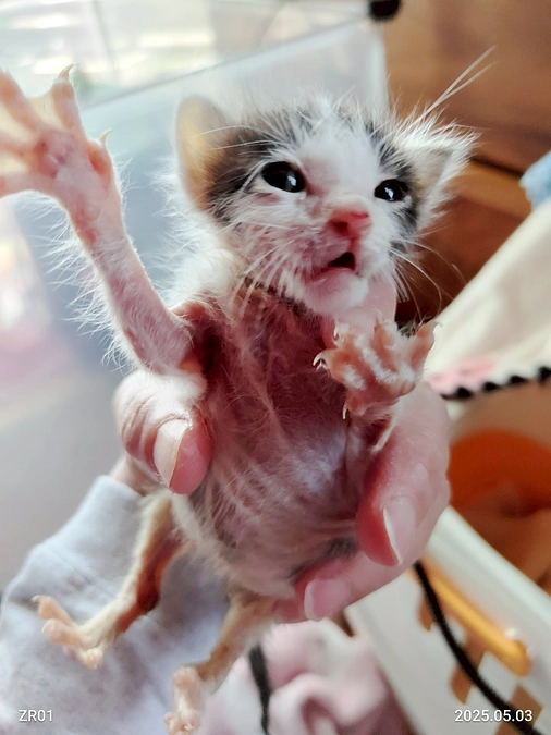 「42日間の命のきらめき 〜小さなヒーロー・ペロの物語〜」