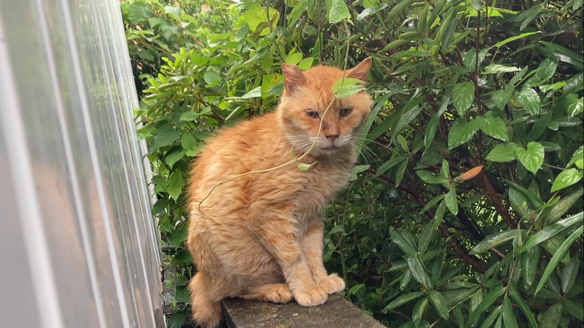 外猫かっちんがいなくなりました