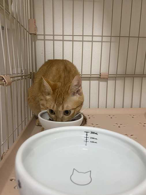 今日のモカ（経過観察2日目）🐱⭐️