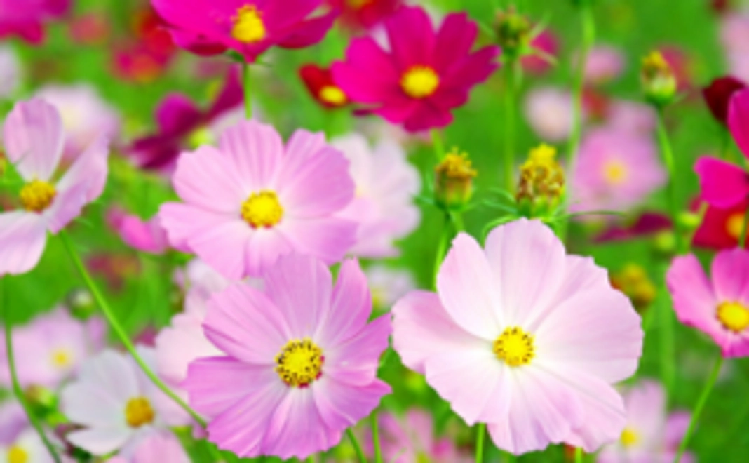 感謝の心を込めたお礼のご報告メール