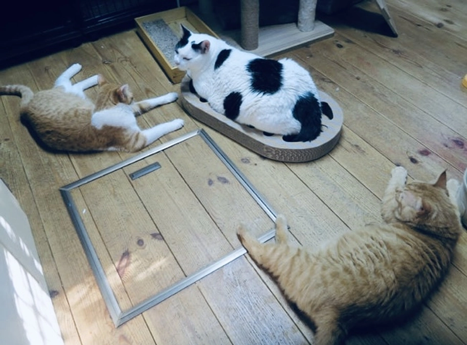 ねこ友会代表　桑野佳子より