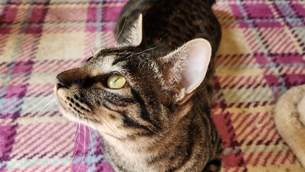 楓日記(9月26日)