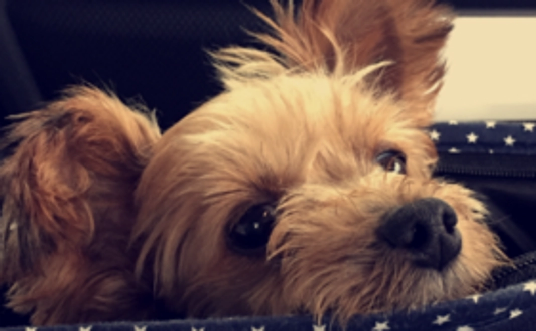 ももちゃん頑張れ！〈3000円〉