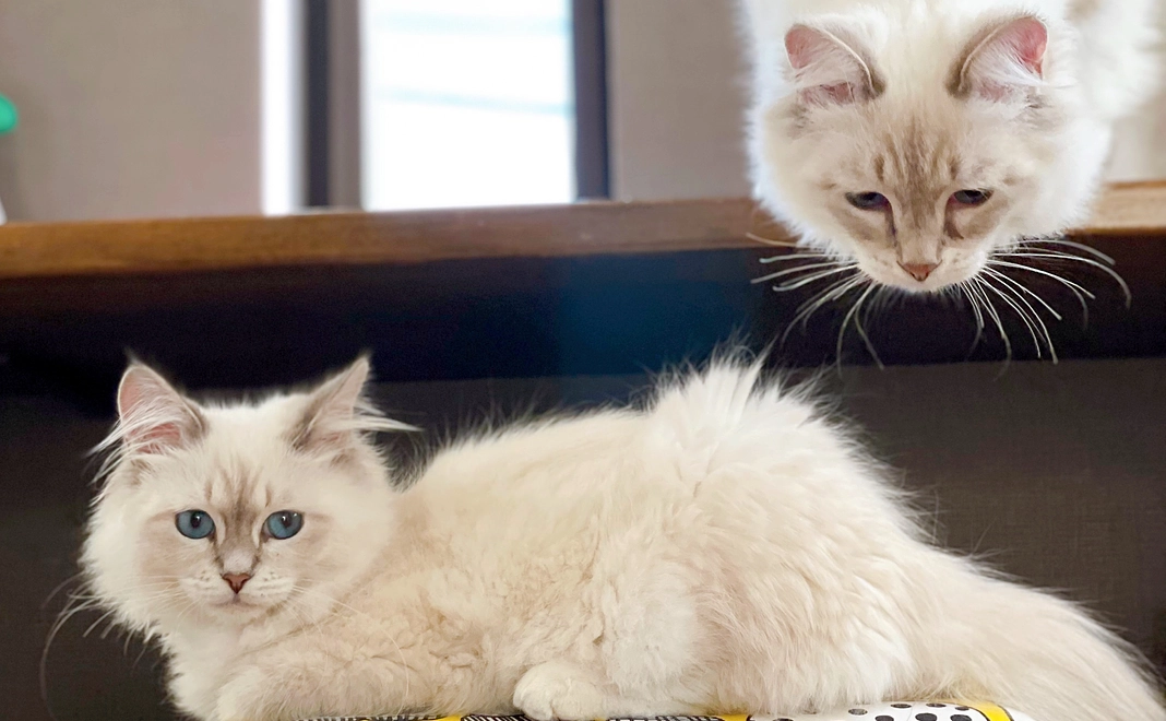 ヴァロへ応援1,000円