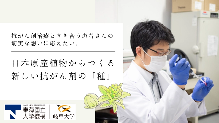 岐阜大学｜フキノトウから副作用の少ない抗がん・転移阻害剤の開発へ