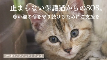 止まらない保護猫からのSOS。尊い猫の命を守り続けるためにご支援を のトップ画像
