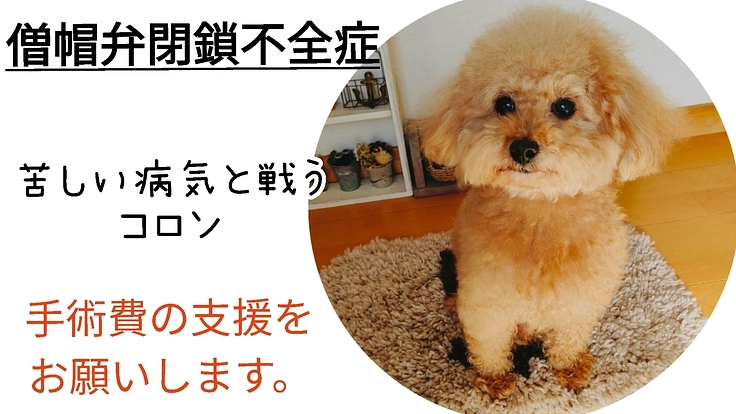【緊急のお願い】余命8カ月僧帽弁閉鎖不全症のコロンを助けたい！