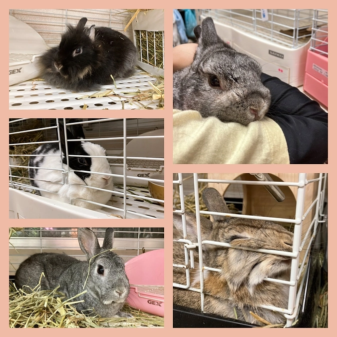 継続支援の皆さまへ｜ふじみ野うさぎハウス活動報告