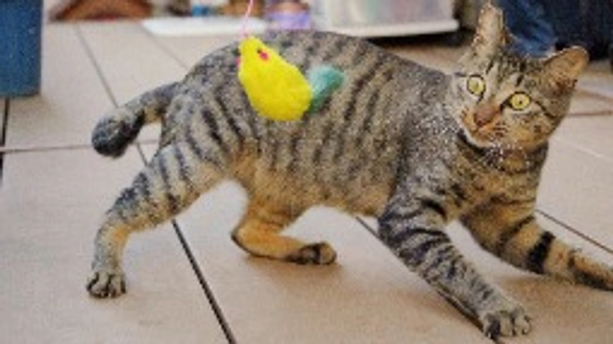 過去に保護したにゃんこたち６匹