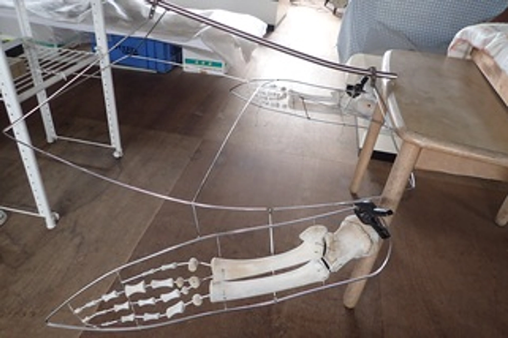 クジラの骨格標本4