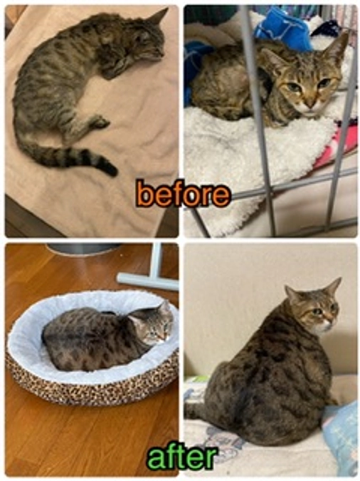 ボランティア リレー⑧