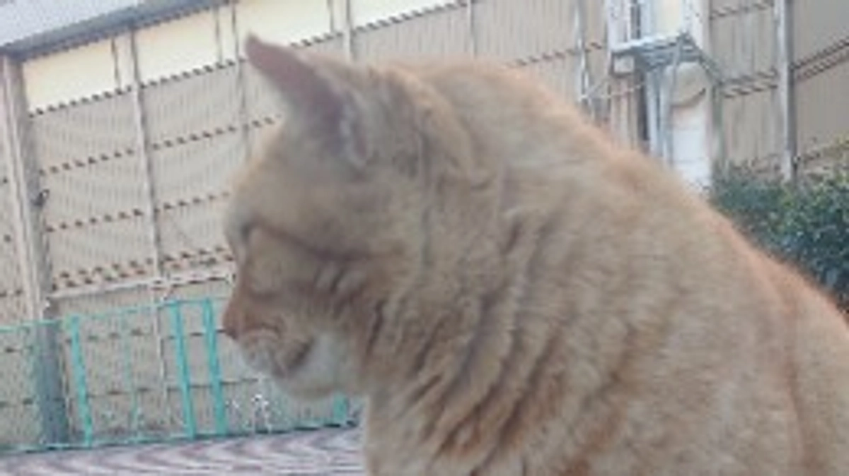 寒すぎて出てこなかった。