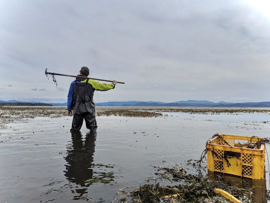猪苗代湖の菱回収 劇的ビフォーアフター【いなびし】