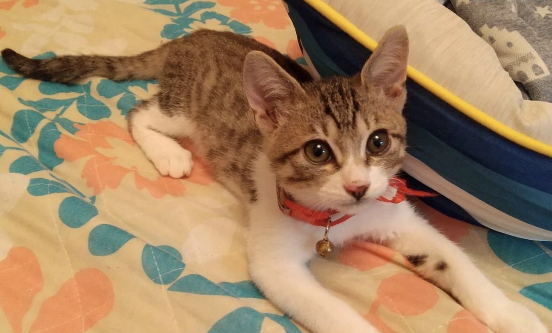 【ご報告】扁平上皮癌を患っていた小槌が虹の橋を渡りました。