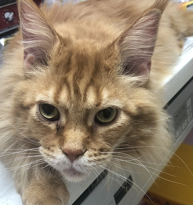 定期検診に行ってきました