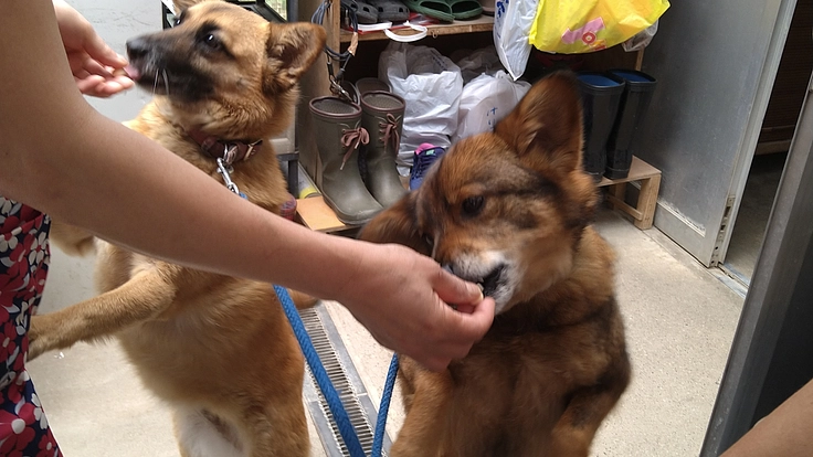 一頭でも多くの命を救いたい〜施設維持のためにご協力をお願いします〜 5枚目