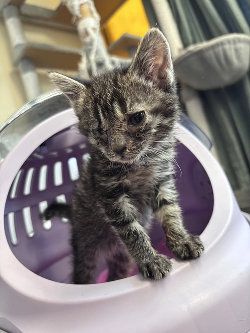 『眼球発育不全症』の子猫