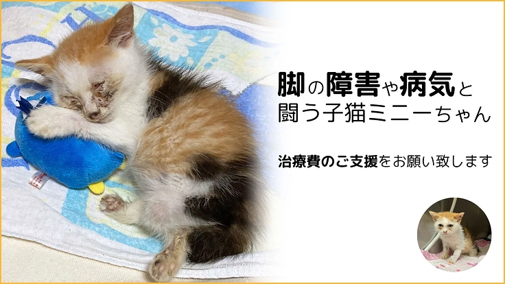 障害や病気と闘う奇跡の子猫ミニーちゃんに、最善の医療をかけたい