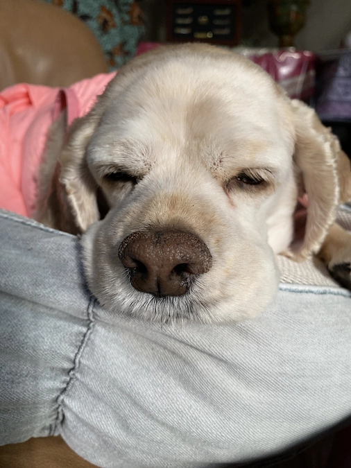 あと25日残りです　まだ40%です　達成目標までご支援お願いします