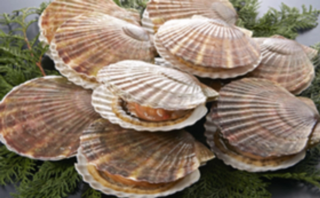 【お気軽にホタテを楽しめる】ほたてフライセットをお届け