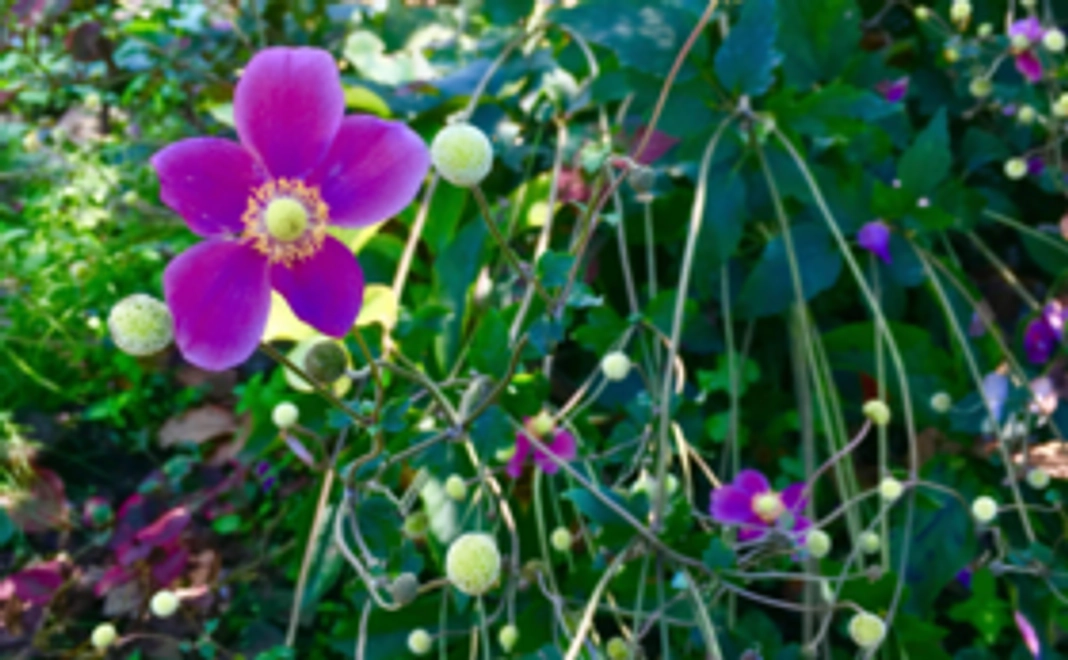 【豪華なリターンは不要の方むけ】応援コース・ブロンズ