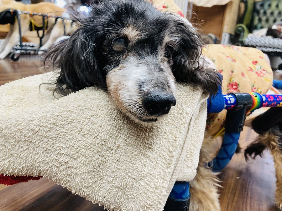 【どうか動画をご覧ください】看取りボランティアを必要としている仔たちがいる限り、私たちは続けます