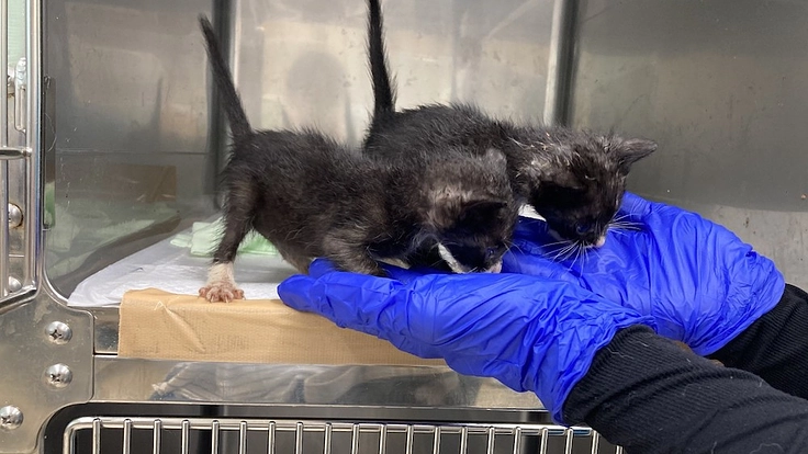 保護犬猫たちにより広く快適な居場所を｜第二のシェルター建設へ 4枚目