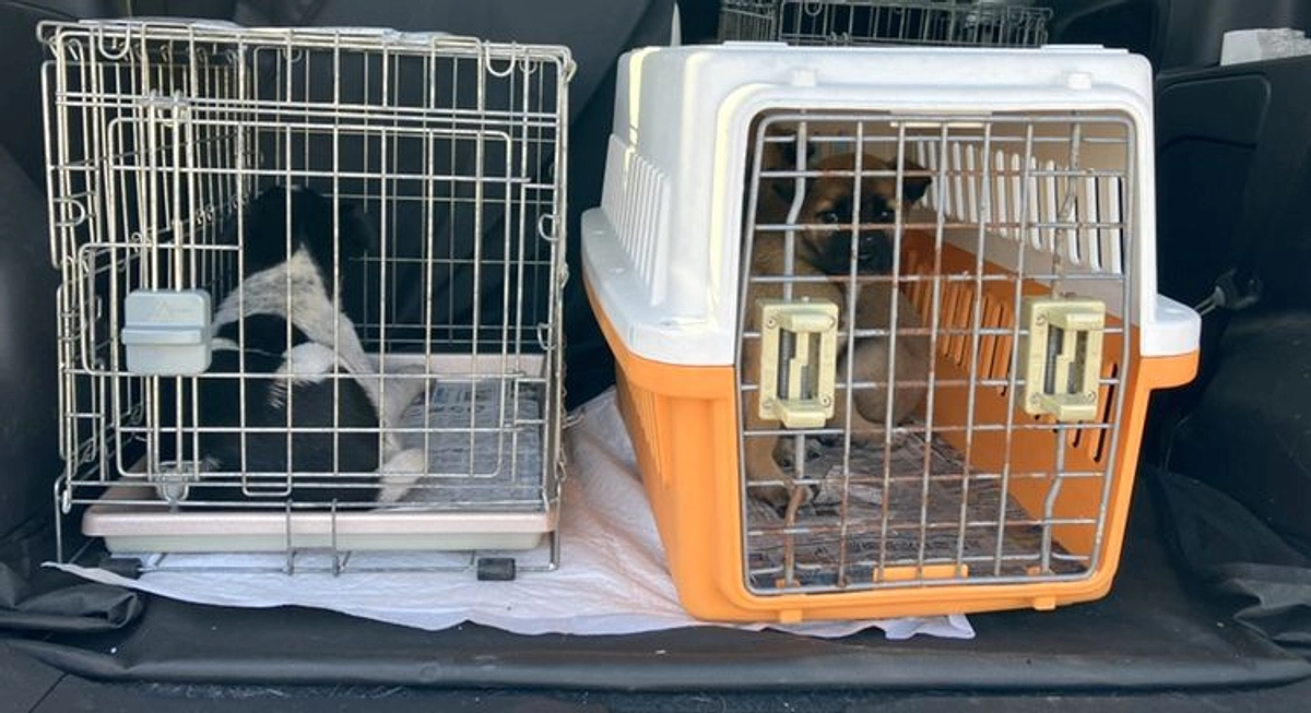 噛みつこうとする子犬たちの受入