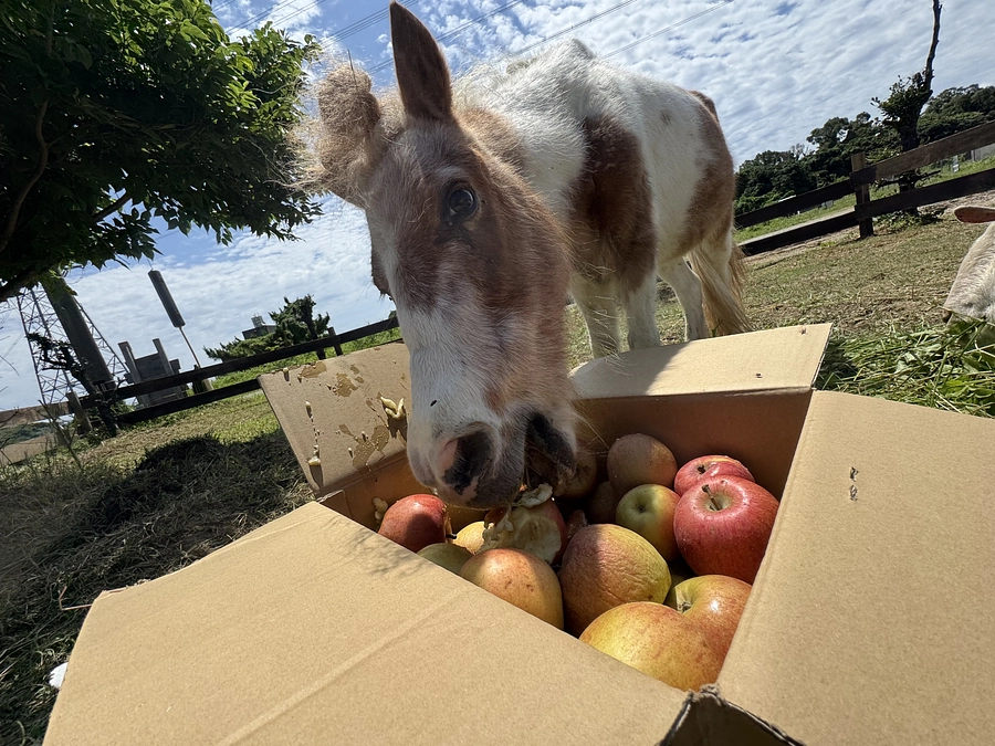 ミニ放牧場ができました！