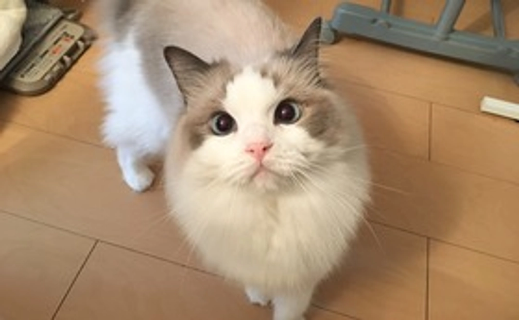 うりまるがんばってコース