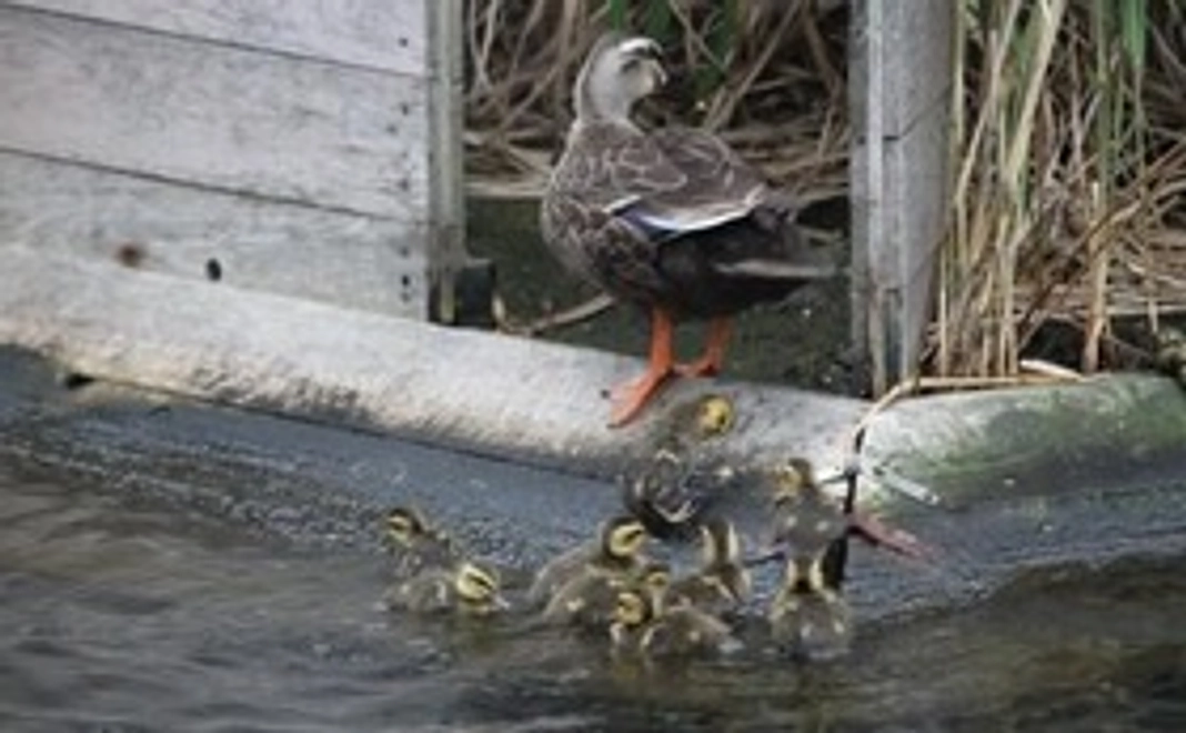 【応援（クルーズ券付）】カルガモのヒナ誕生の映像を全国の子供たちに！Bコース