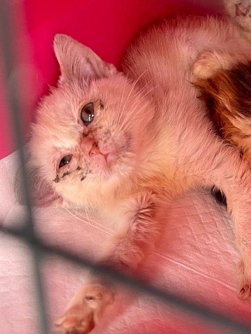 救出にご協力ください！！