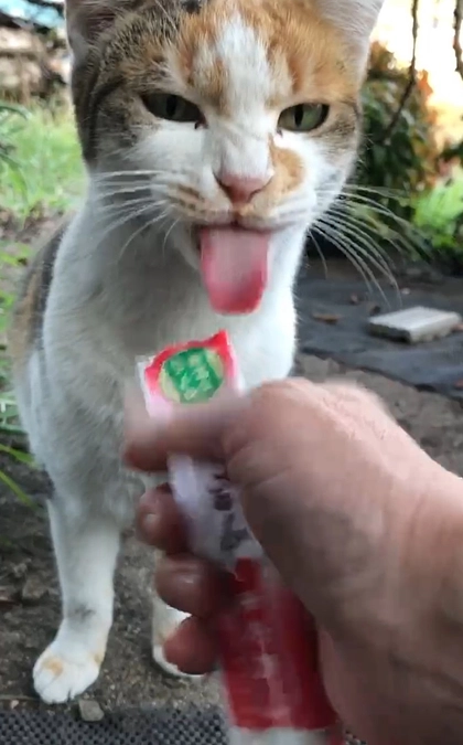 継続サポートがスタートしました。よろしくお願いします！