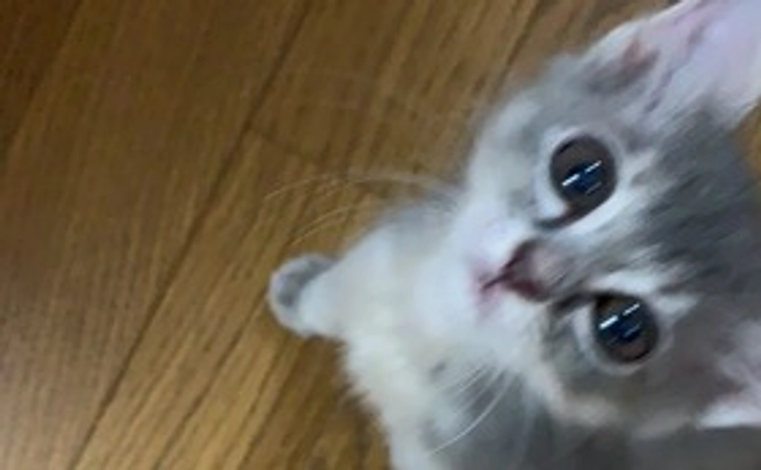 感謝の気持ちを込めて。全額あずきの治療費に使わせていただきます。（リターン不要）