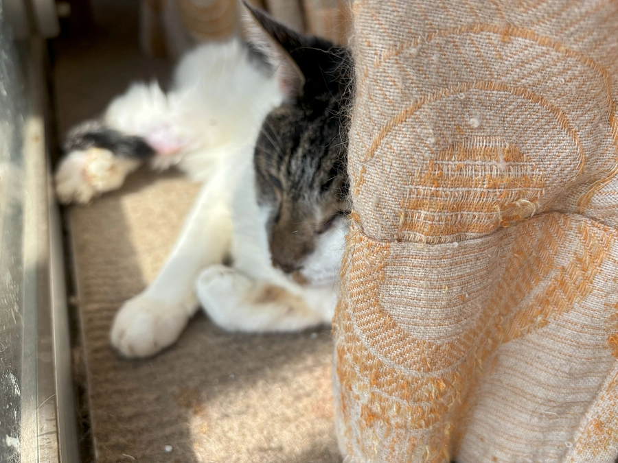 いつもカーテンの裏に隠れるように居ます。