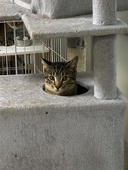 ボランティアさんに協力いただき、猫さんのケージを組み立てました。