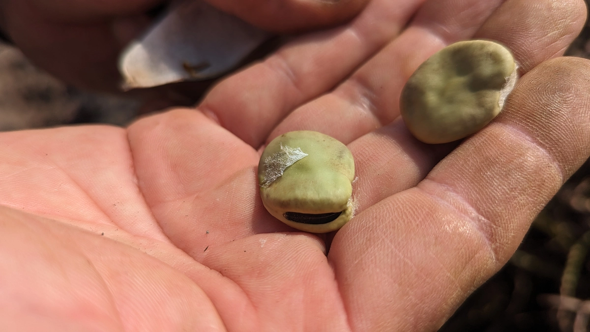 【野菜栽培レポート】一寸そら豆の種をとりました