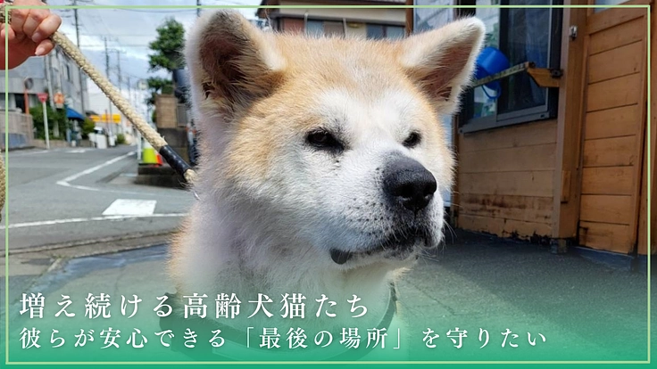 動物が安心できる世界へ。行き場を失った130頭の保護犬猫に医療費を 4枚目