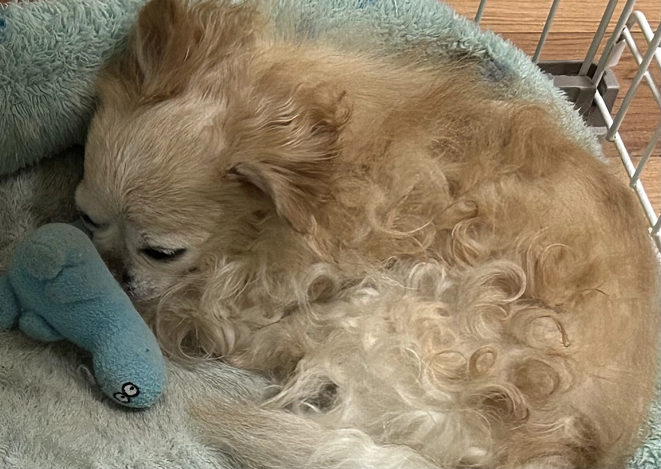 夜から呼吸数が早いです！