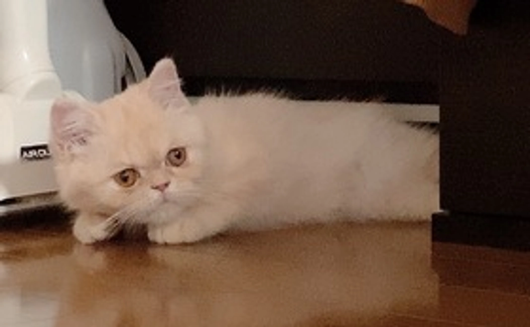 お礼メールプラン1