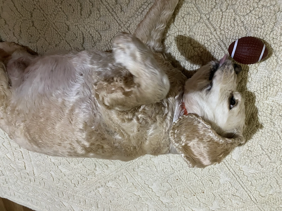 あと7日残り１週間切りました　あと24000円不足しています　達成まで応援お願いします