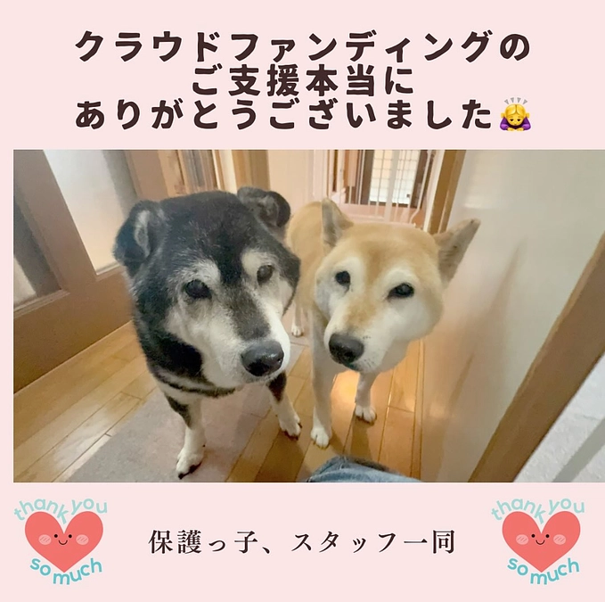 保護っ子達の医療費のクラウドファンディングおかげさまで無事終了する事が出来ました。