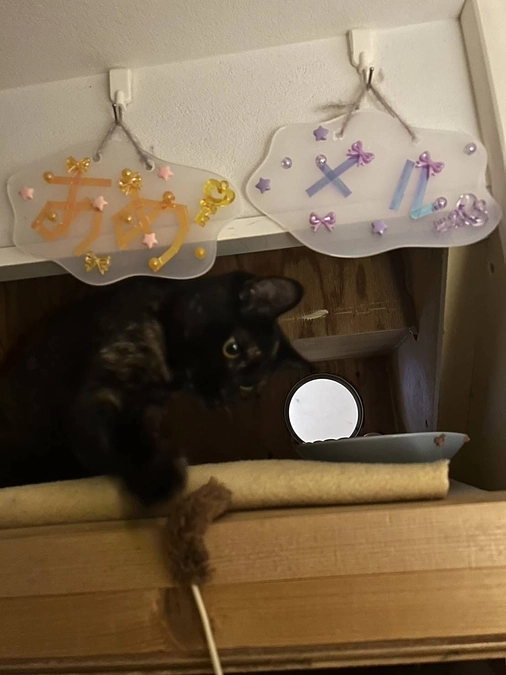  【活動報告】幸せ報告「先住猫ちゃんからの贈りもの」