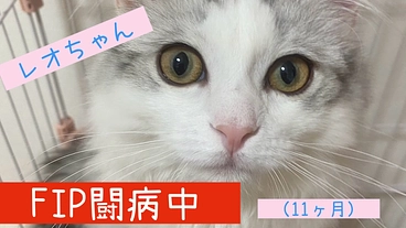 FIP（猫伝染性腹膜炎）と闘う生後11ヶ月のレオちゃん のトップ画像