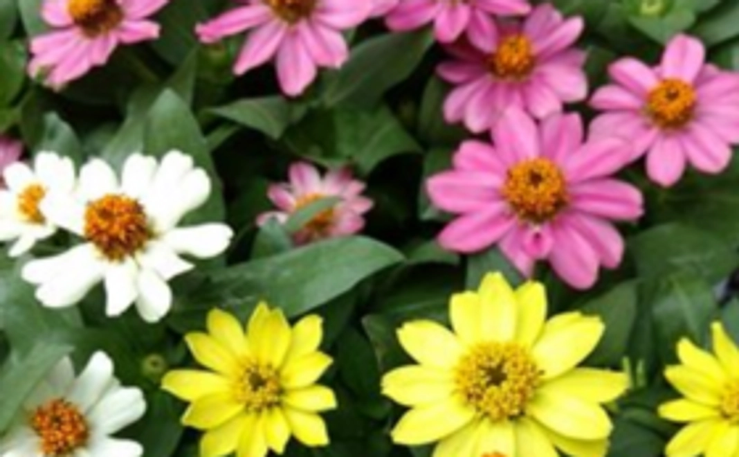 花壇設置応援コース