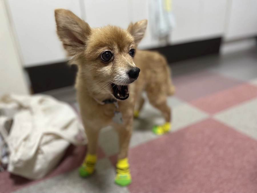 大分涼しくなってきましたね。