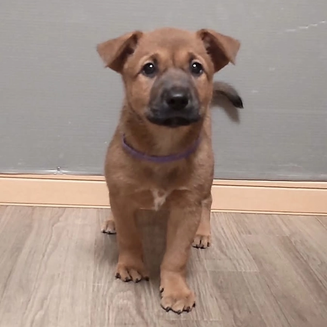 里親さまからのメッセージ　ダンテとペレとサナーのご家族より