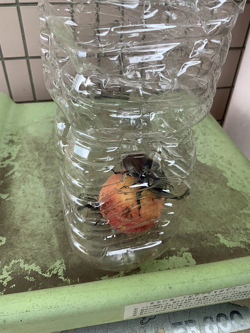 25日間限定の挑戦！5日目